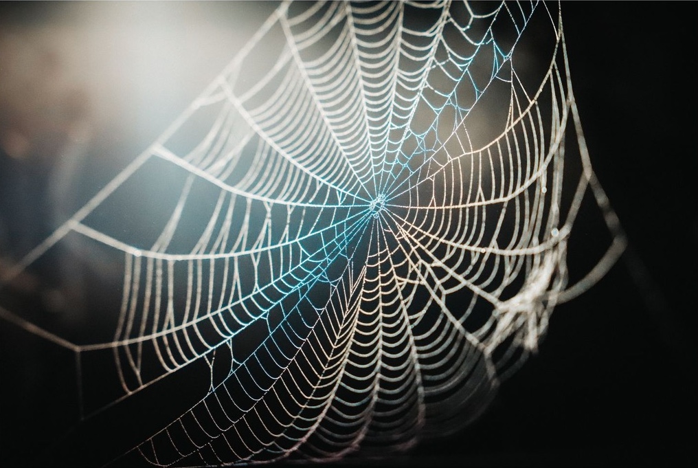 telaraña